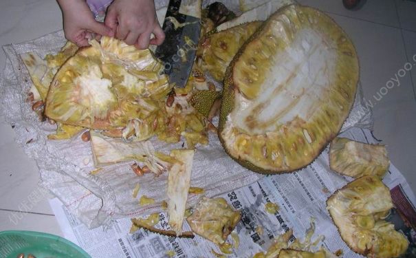 菠萝蜜没熟打开了怎么办？菠萝蜜没熟怎么放熟？(3)