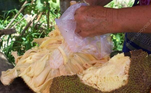 菠萝蜜粘液能吃吗？菠萝蜜粘液吃了怎么办？(2)