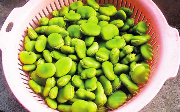 蚕豆汤怎么做好吃？蚕豆汤的做法[多图]