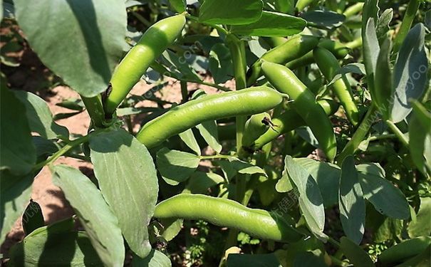 蚕豆煲怎么做好吃？蚕豆煲的做法[多图]