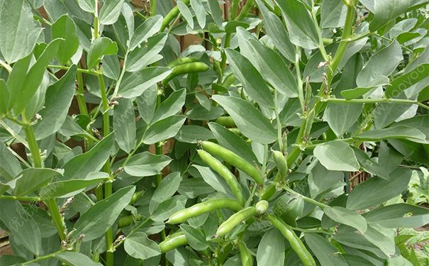 油焖蚕豆怎么做？油焖蚕豆的做法[多图]