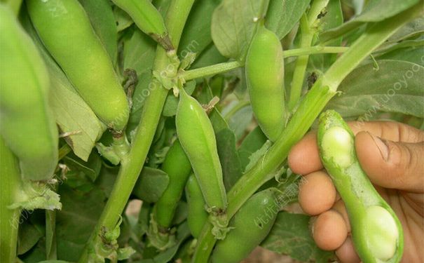 蚕豆煲怎么做好吃？蚕豆煲的做法(4)