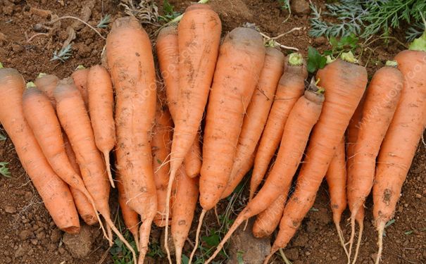 吃胡萝卜会过敏吗？过敏能不能吃胡萝卜？(4)