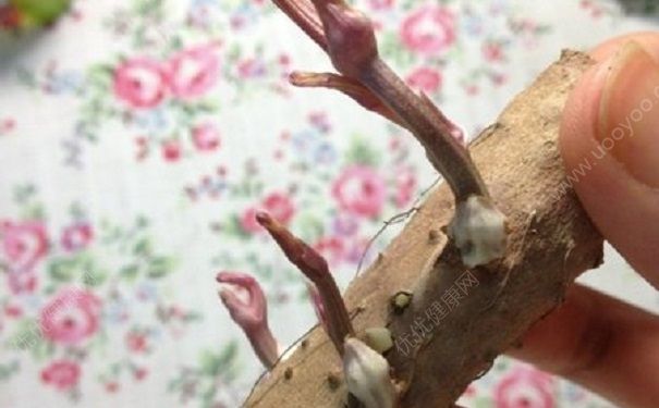 山药长芽还能吃吗？长芽山药吃了有什么影响？[多图]