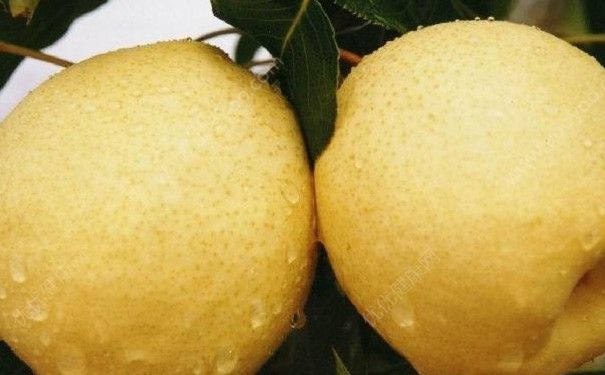 牛油果和雪梨能榨汁吗？牛油果和雪梨榨汁好喝吗？(4)