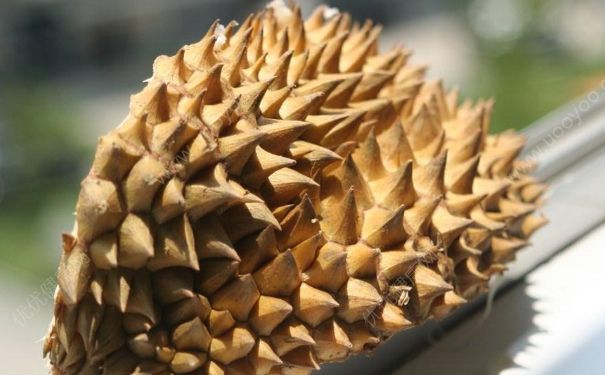 榴莲壳怎么吃最有营养？榴莲壳的吃法(1)
