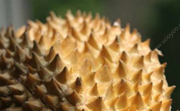 产妇可以吃榴莲吗？坐月子可以吃榴莲吗？(2)