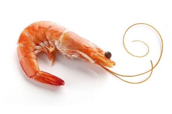 牛油果和虾能一起吃吗？牛油果和虾一起吃有影响吗？(2)