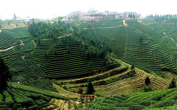 绿茶洗脸可以天天洗吗？绿茶洗脸的正确方法(1)