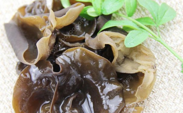 生木耳能吃吗？生的木耳有毒吗？[多图]