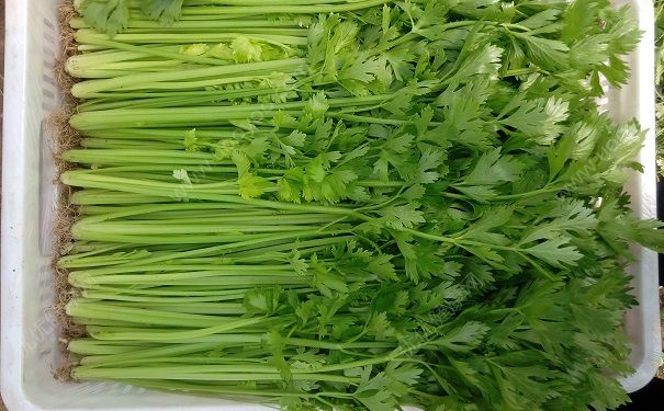 芹菜有毒吗？吃芹菜会中毒吗？(3)