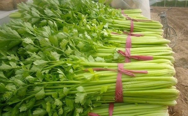 芹菜有点苦能吃吗？芹菜有苦味吃了有什么影响？(3)