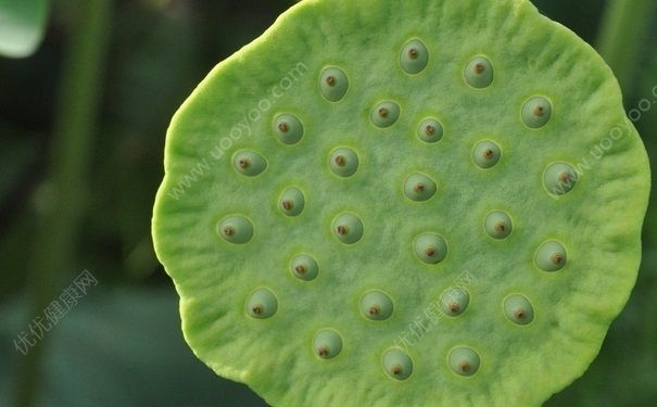 孕妇可以吃莲蓬吗？怀孕能不能吃莲蓬？(1)