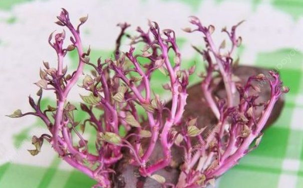 紫薯发芽了还能吃吗？紫薯发芽可以吃吗？(3)
