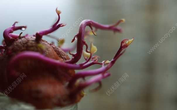 紫薯发芽了还能吃吗？紫薯发芽可以吃吗？[多图]