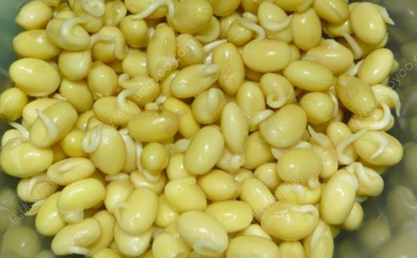 黄豆怎么发豆芽？黄豆在水里怎么发芽？(3)
