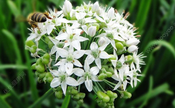 韭菜花能吃吗？韭菜花怎么吃？(1)