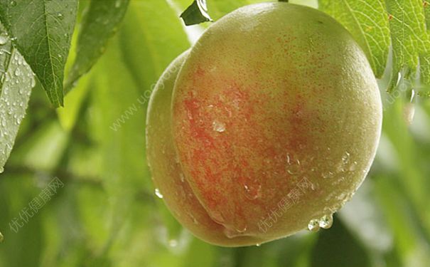 狗狗可以吃水蜜桃吗？泰迪吃能吃水蜜桃吗？[多图]