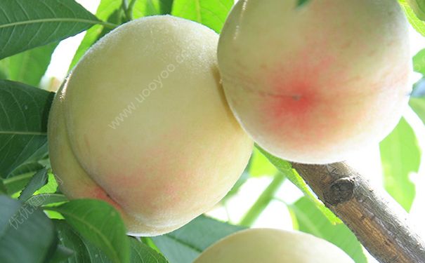 水蜜桃能多吃吗？水蜜桃吃多了会怎样？(4)