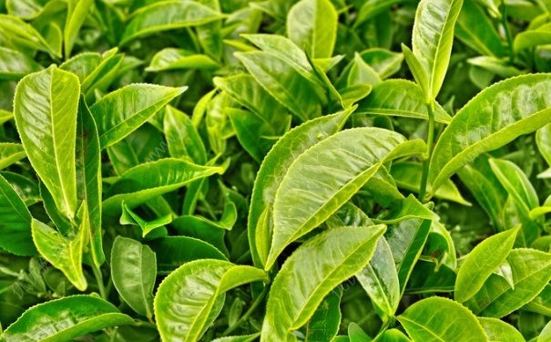 夏天晒伤了怎么办？夏天晒伤怎么办？(4)