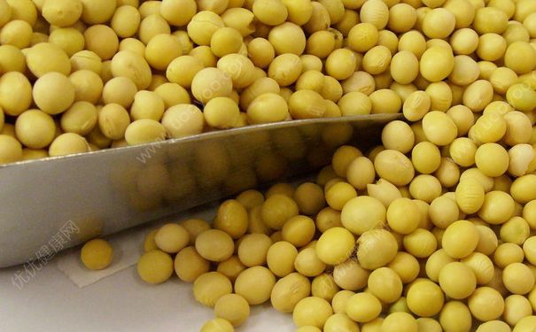 黄豆是寒性食物吗？黄豆是凉性的吗？[多图]
