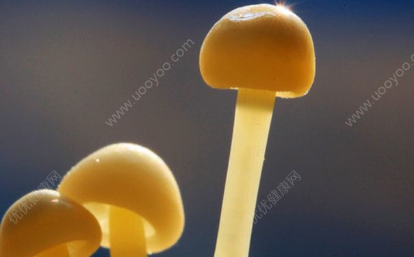 金针菇变黄了还能吃吗？金针菇放久了黄了可以吃吗？[多