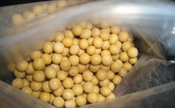 黄豆吃多了会放屁吗？黄豆吃多了会拉肚子吗？(3)