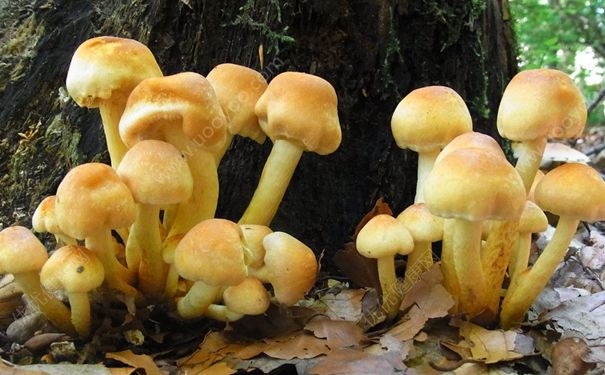 学生吃菌中毒离世 如何预防野生菌中毒？(3)