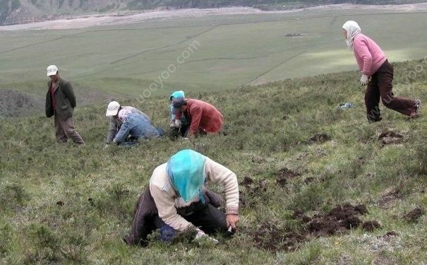冬虫夏草怎么辨别真假？冬虫夏草怎么分真假？[多图]