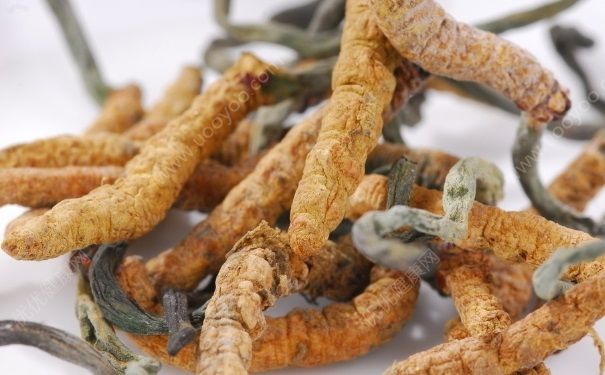 冬虫夏草怎么辨别真假？冬虫夏草怎么分真假？(2)
