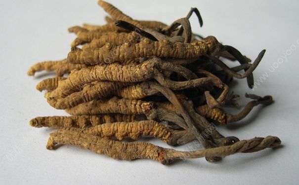 冬虫夏草怎么辨别真假？冬虫夏草怎么分真假？(3)