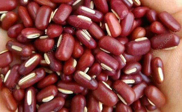 红豆薏米粥的红豆是哪种豆？红豆薏米粥你煮对了吗？(2)