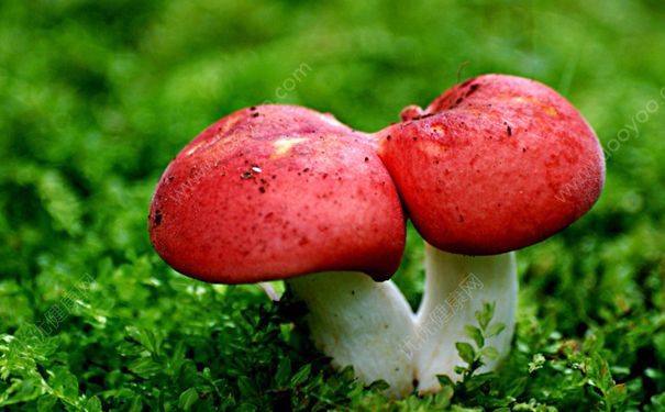 学生吃菌中毒离世 如何预防野生菌中毒？[多图]