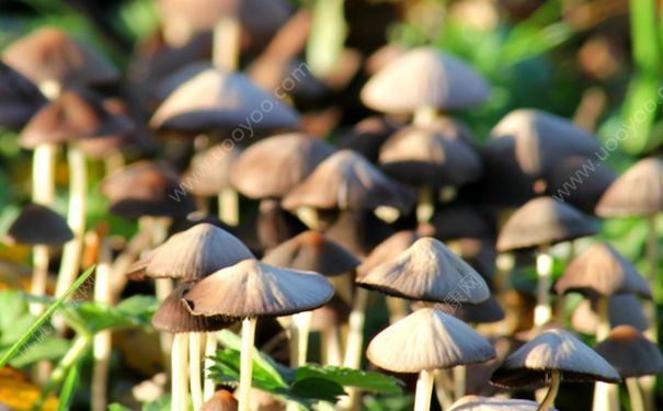 学生吃菌中毒离世 如何预防野生菌中毒？(2)