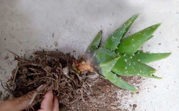 芦荟能淋雨吗？芦荟淋雨后烂了怎么办？(4)