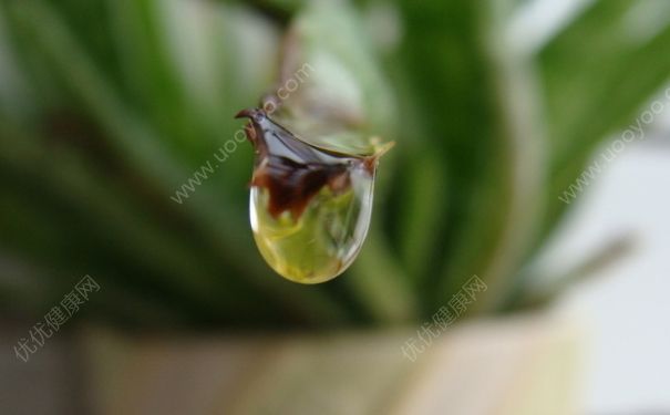 芦荟能淋雨吗？芦荟淋雨后烂了怎么办？(2)