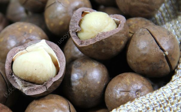 夏威夷果这么硬怎么吃？夏威夷果为什么这么硬？[多图]