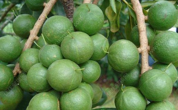生的夏威夷果怎么吃？夏威夷果仁怎样做熟？(2)