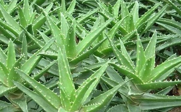芦荟怎么种植比较好？芦荟怎么种植不易死？(4)