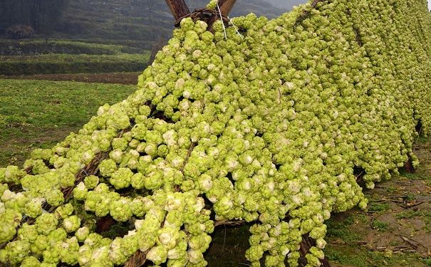 经常吃榨菜好吗？经常吃榨菜有什么坏处？[多图]