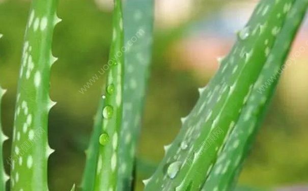 芦荟吃多了会中毒吗？芦荟吃多了会怎样？(1)