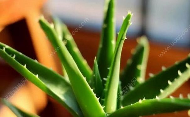 芦荟吃多了会中毒吗？芦荟吃多了会怎样？(2)