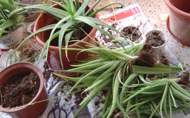 芦荟太高了怎么办？芦荟太大了怎么办？(4)