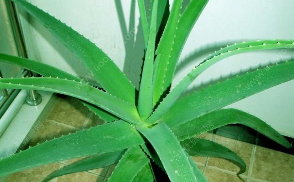 芦荟太高了怎么办？芦荟太大了怎么办？(3)