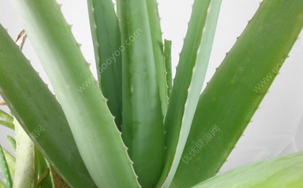 芦荟胶怎么做的？自制芦荟胶的做法(1)