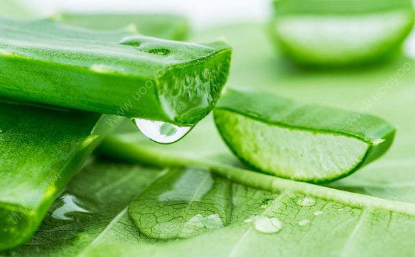 鲜芦荟能去痘痘吗？鲜芦荟能去痘印吗？(4)