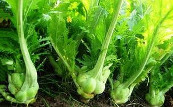 榨菜能生吃吗？生榨菜怎么吃？[多图]