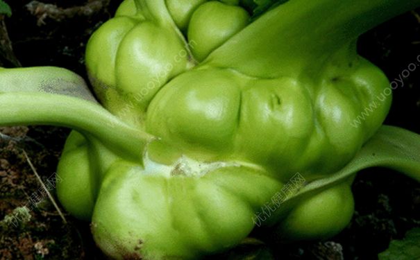 榨菜能生吃吗？生榨菜怎么吃？(2)