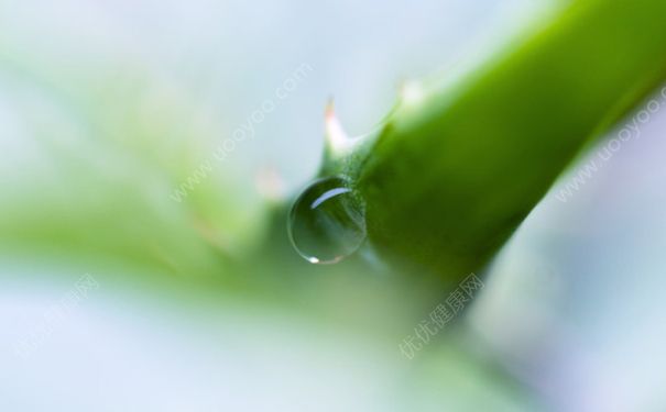 鲜芦荟能去痘痘吗？鲜芦荟能去痘印吗？(2)