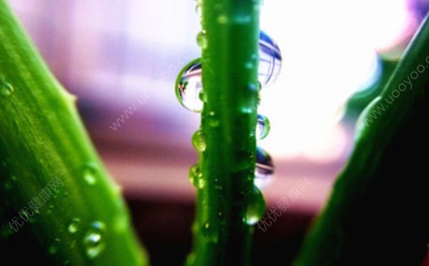 鲜芦荟能去痘痘吗？鲜芦荟能去痘印吗？(1)